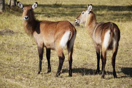 5 days tour in kibale, queen elizabeth & lake mburo - 