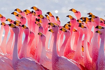 4 days | lake nakuru - masai mara camping safaris - 