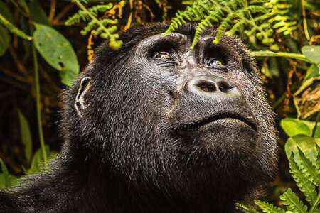6 days | rwanda wildlife and primate adventure - 