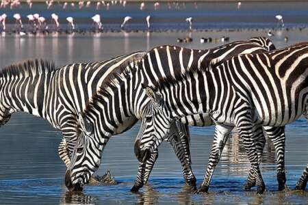 3 days | tanzania safari - 