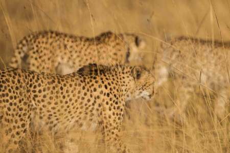 African Safari Tours Company In Kenya | Kenya Safari Tours - Diwaka Tours