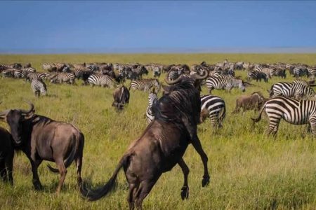 7 days | classic conservancy safari - 