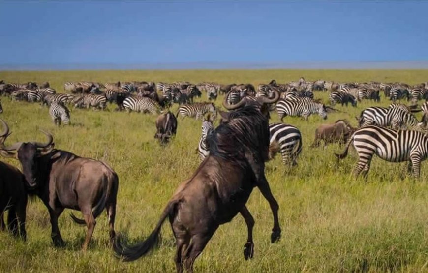 7 Days | Classic Conservancy Safari