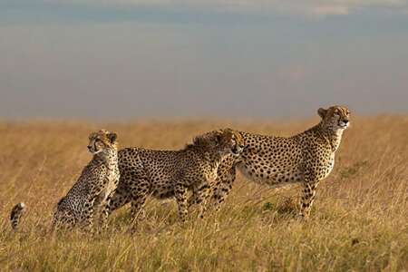 7 days | safari cheetah - 