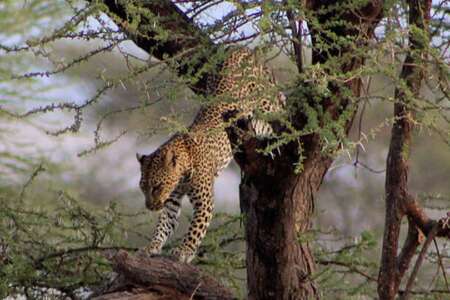 8 days | safari chui - 