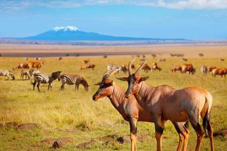 3 days safari in amboseli - 