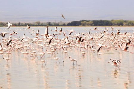 7days kenya wildlife and the rift valley lakes safari - 