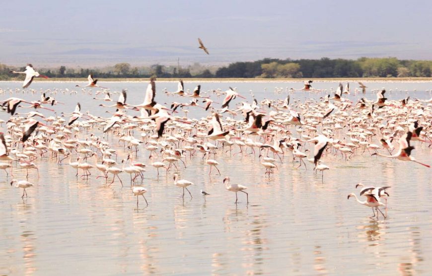 7Days Kenya Wildlife and The Rift Valley Lakes Safari