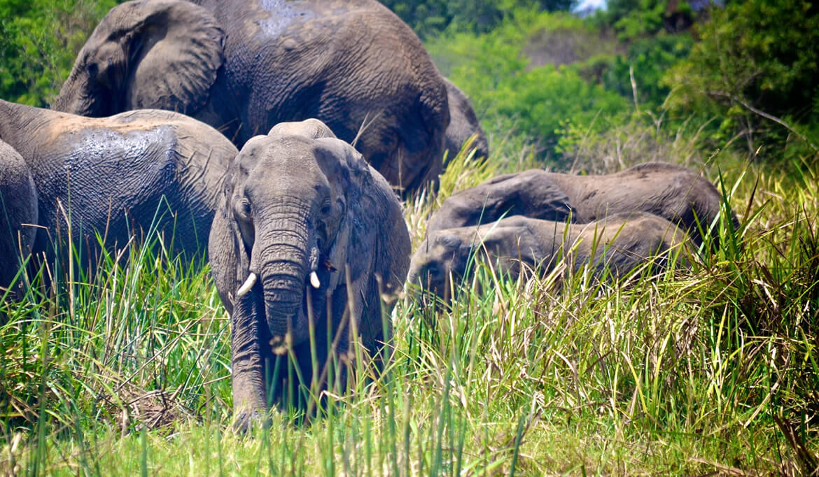 Aberdare National Park