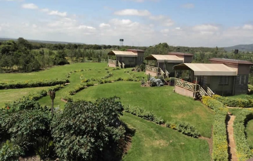 Giraffe Ark Game Lodge