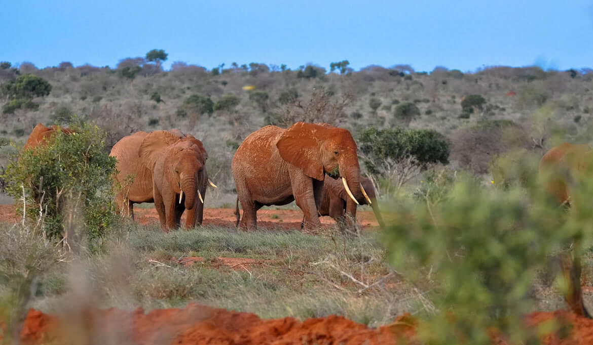 Tsavo West National Park