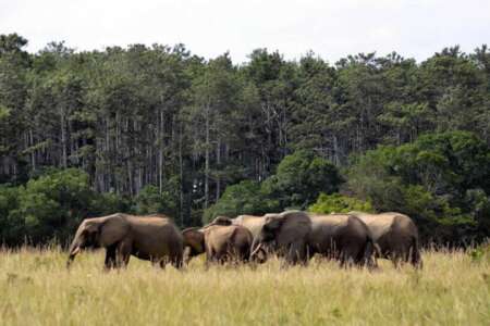 1 day | mwaluganje elephant sanctuary - 