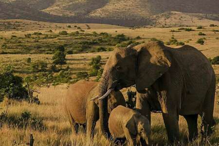 14 days | climbing and kenya safari - 