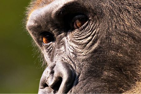 6 days | rwanda all primates highlights - 