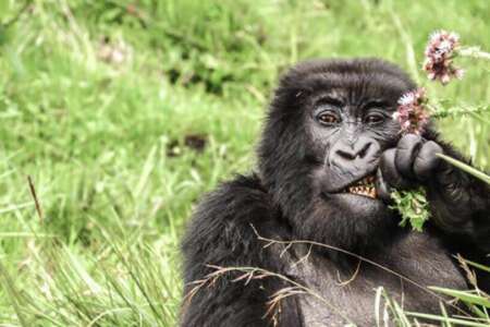5 days | rwanda primates encounter and lake kivu - 