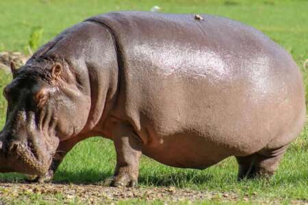 1 day | haller park and nguuni nature sanctuary - 