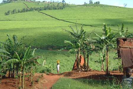 7 days | kibale forest queen elizabeth gorilla tracking and lake mburo - 