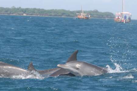 1 day | wasini island and kisite sea adventure - 