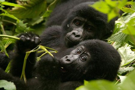 4 days | uganda mgahinga gorilla trek via kigali - 