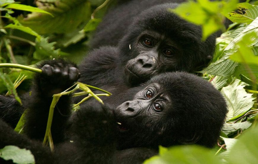 4 Days | Uganda Mgahinga Gorilla Trek Via Kigali