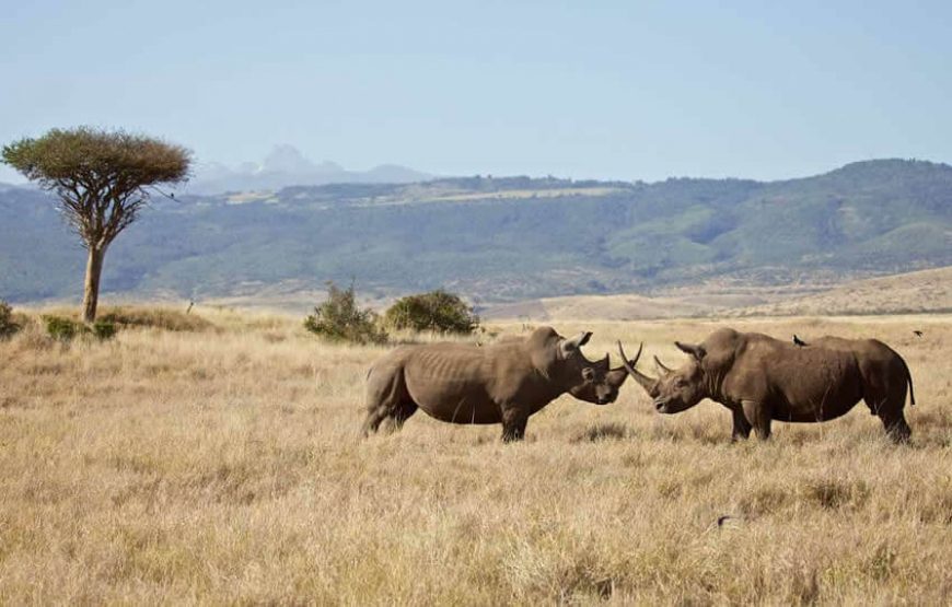 4 Days | Kicheche Mara Safari