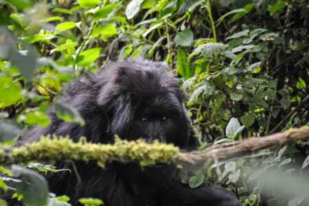 4 days | bwindi-ruhija gorilla trek via kigali - 