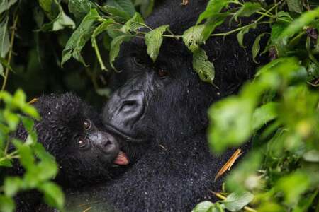 4 days | bwindi - rushaga gorilla trek via kigali - 