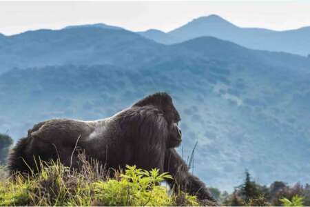 9 days | rwanda wildlife and primate intrepid - 