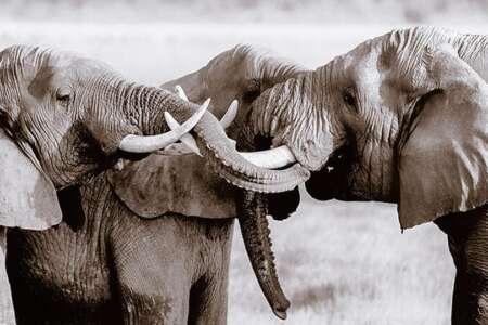 8 days | safari madoadoa - 