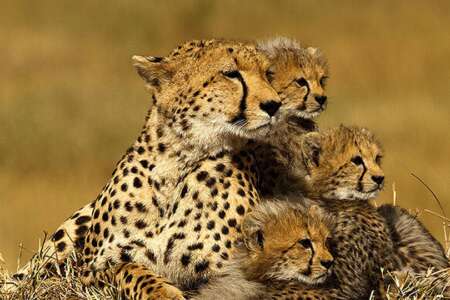 6 days | tanzania beyond - 