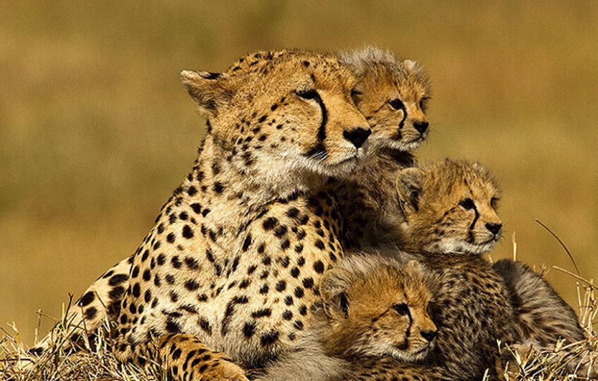 6 Days | Tanzania Beyond