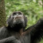 tree climbing lions - 