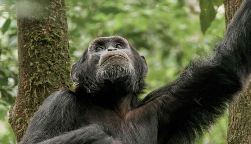 African Safari Tours Company In Kenya | Kenya Safari Tours - Diwaka Tours