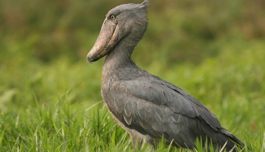 African Safari Tours Company In Kenya | Kenya Safari Tours - Diwaka Tours