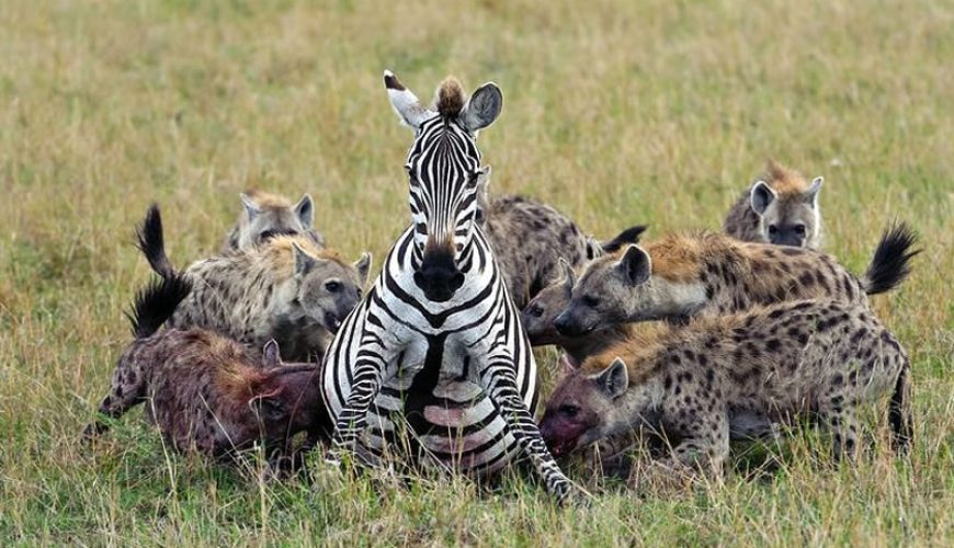 African Safari Tours Company In Kenya | Kenya Safari Tours - Diwaka Tours