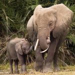 the pelican doctor - 