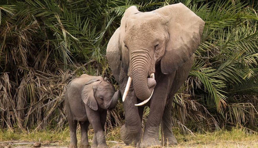 African Safari Tours Company In Kenya | Kenya Safari Tours - Diwaka Tours