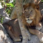 source of the nile - 