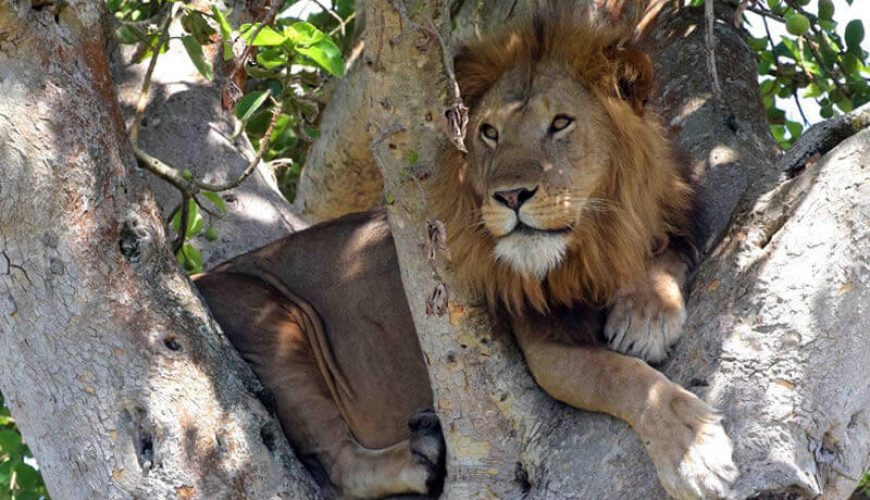 African Safari Tours Company In Kenya | Kenya Safari Tours - Diwaka Tours