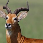 the murchison falls - 