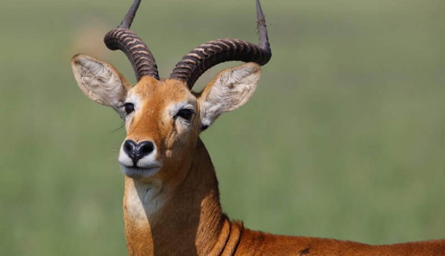 African Safari Tours Company In Kenya | Kenya Safari Tours - Diwaka Tours