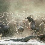 kenya named ‘africa's leading tourist destination’ - 