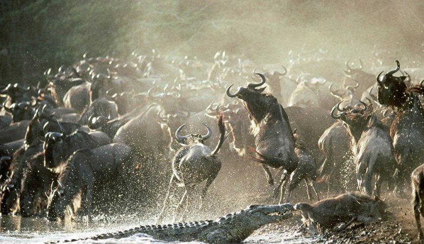 African Safari Tours Company In Kenya | Kenya Safari Tours - Diwaka Tours