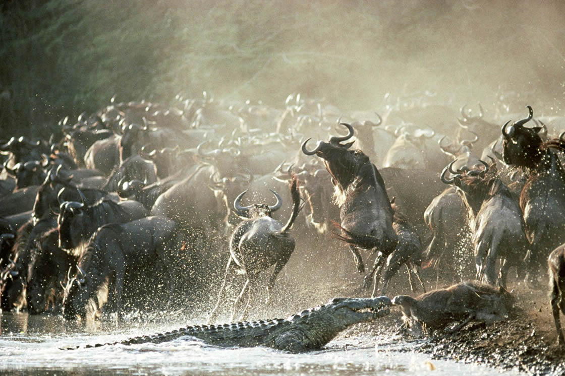 fires in serengeti delay spectacular wildebeest migration - 