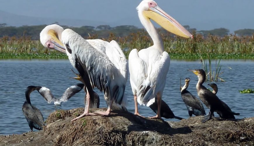 African Safari Tours Company In Kenya | Kenya Safari Tours - Diwaka Tours