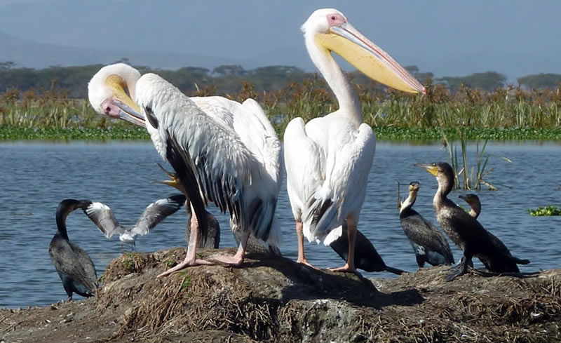 the pelican doctor - 