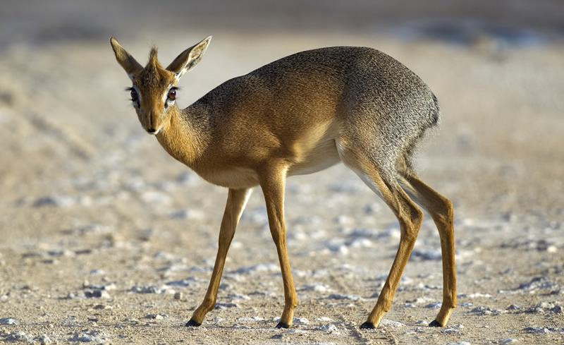 partners for life - the madoqua dikdik - 