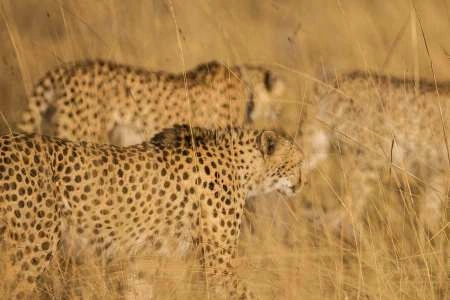 Diwaka Safaris-African Safari Tours | Kenya Safaris & East African Safari Tour Packages