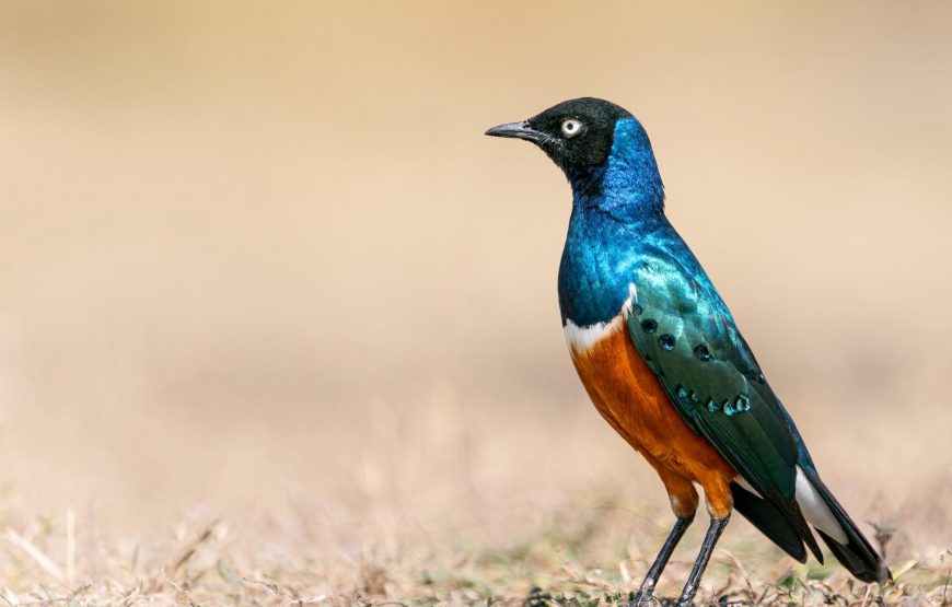 10 Days | Spectacular Kenya