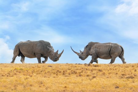 6days wildlife safari adventure in kenya - 